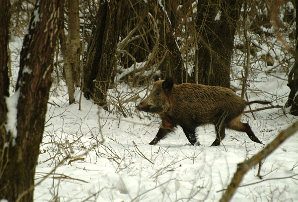 cinghiale